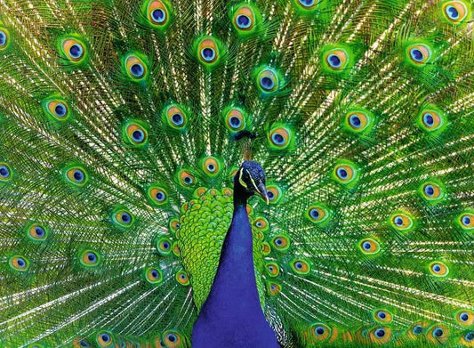 Ravensburger Peacock 500 Piece Jigsaw Puzzle 12001332