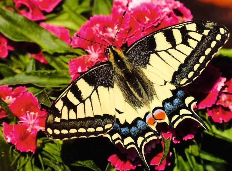 Ravensburger Butterfly 500 Piece Jigsaw Puzzle 12001335