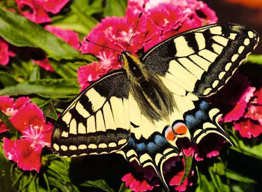 Ravensburger Butterfly 500 Piece Jigsaw Puzzle 12001335