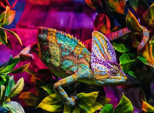 Ravensburger Chameleon 500 Piece Jigsaw Puzzle 12001333
