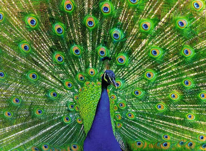 Ravensburger Peacock 500 Piece Jigsaw Puzzle 12001332
